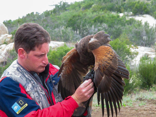 In Alpine taking a basic falconry session with Sky Falconry