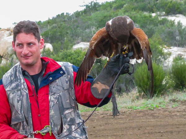 In Alpine taking a basic falconry session with Sky Falconry