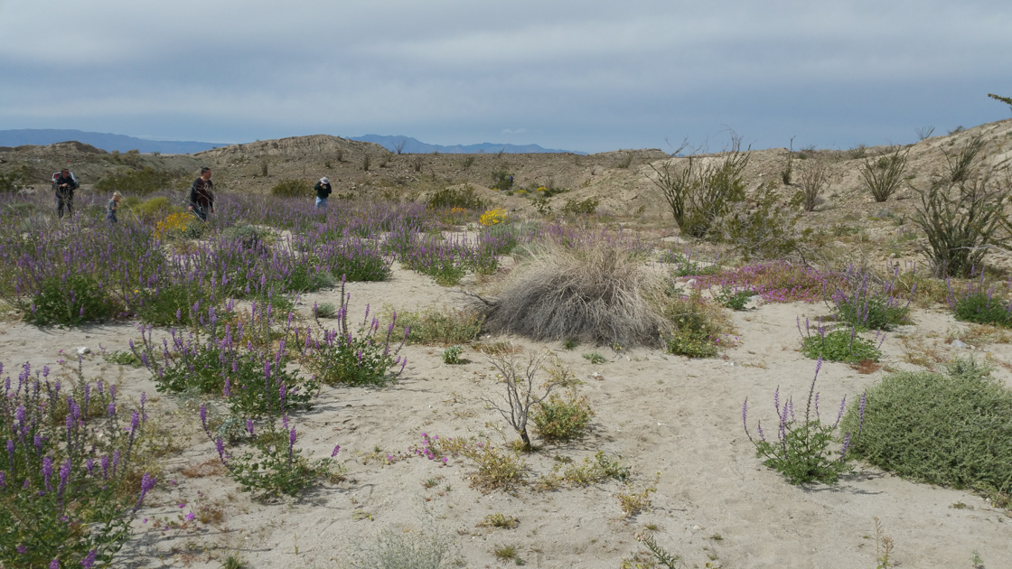 Anza Borrego State Park flowers and slot canyon, Borrego Springs, CA, Mar 2019