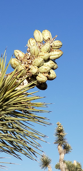 Boy Scout Trail area