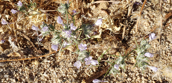 Boy Scout Trail area