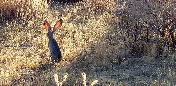 Boy Scout Trail area