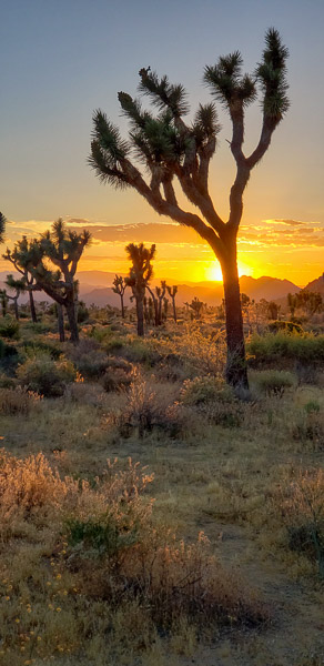 Boy Scout Trail area