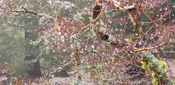 Fog and rain in the Santa Cruz mountains