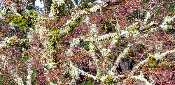 Fog and rain in the Santa Cruz mountains