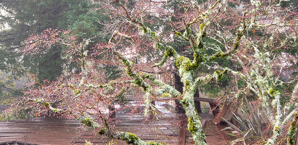 Fog and rain in the Santa Cruz mountains