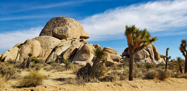 Joshua Treee National Park, CA