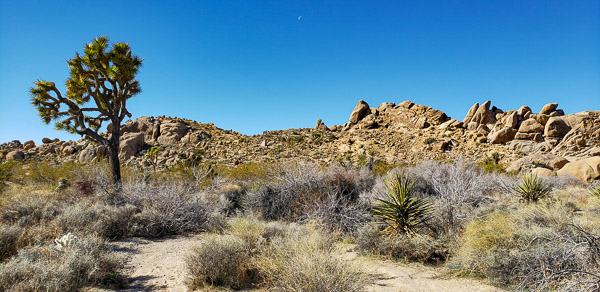 Joshua Treee National Park, CA