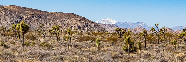 Joshua Treee National Park, CA