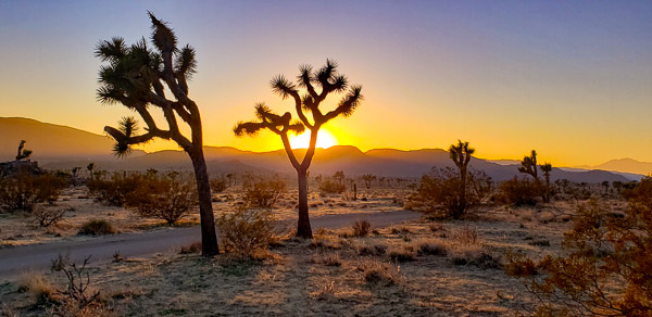 Joshua Treee National Park, CA