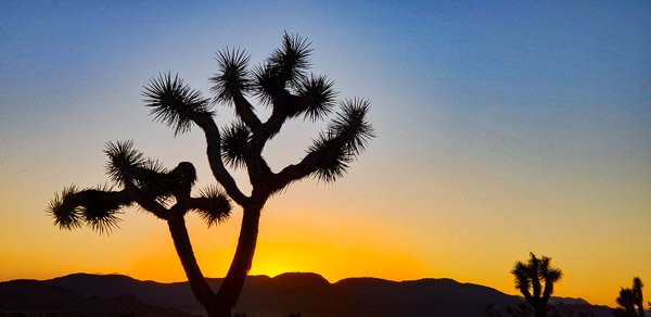 Joshua Treee National Park, CA