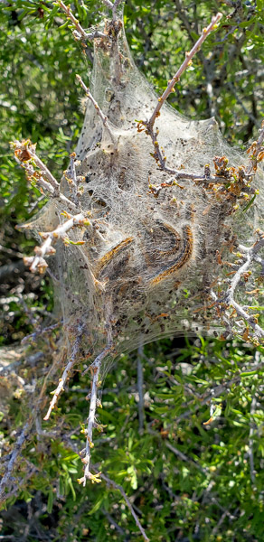Cocoon of caterpillars