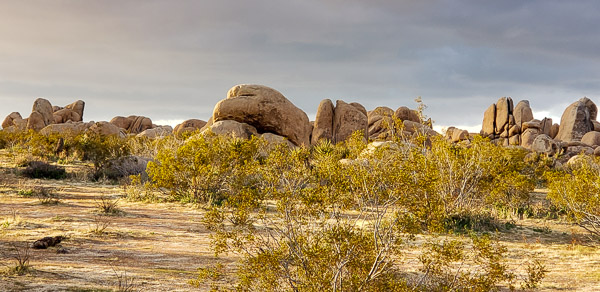 Joshua Tree National Park, CA
