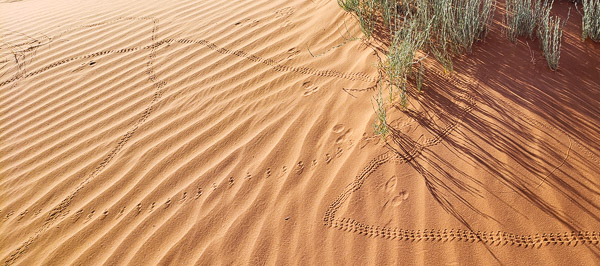White Wash Sand Dunes, UT