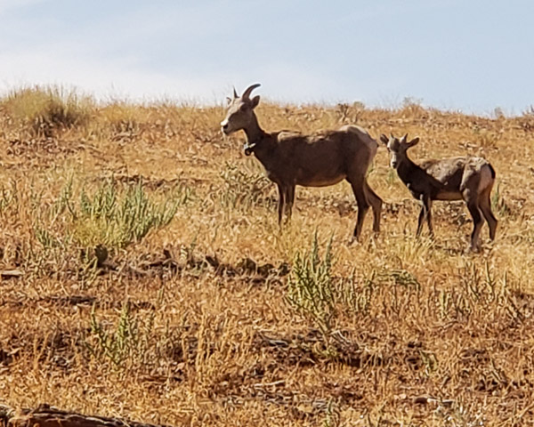 Bighoen sheep along Potash road in Islands of the Sky
