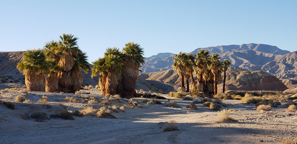 Seventeen Palms Oasis