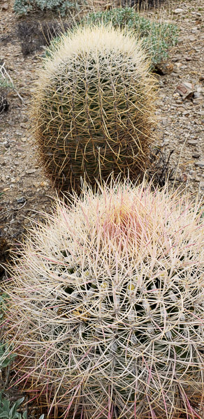 Anza Borrrego Stape Park, California