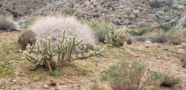 Anza Borrrego Stape Park, California