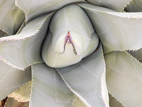 Anza Borrrego Stape Park, California