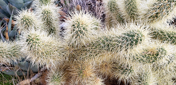 Anza Borrrego Stape Park, California