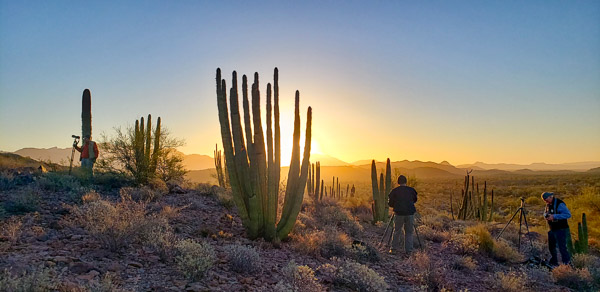 Organ Pipe Cactus National Monument, Arizona
