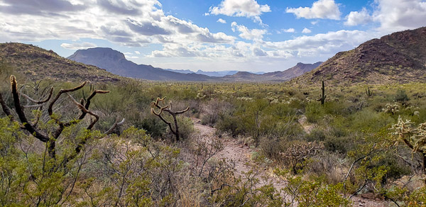 Organ Pipe Cactus National Monument, Arizona