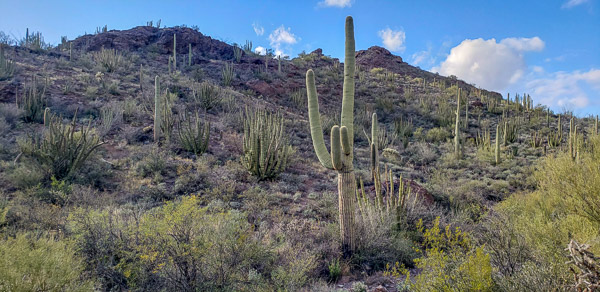 Organ Pipe Cactus National Monument, Arizona