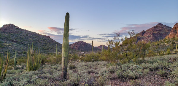 Organ Pipe Cactus National Monument, Arizona