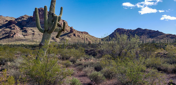 Organ Pipe Cactus National Monument , Arizona