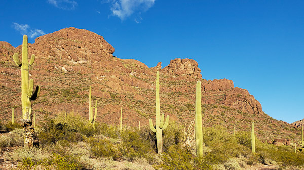 Organ Pipe Cactus National Monument , Arizona