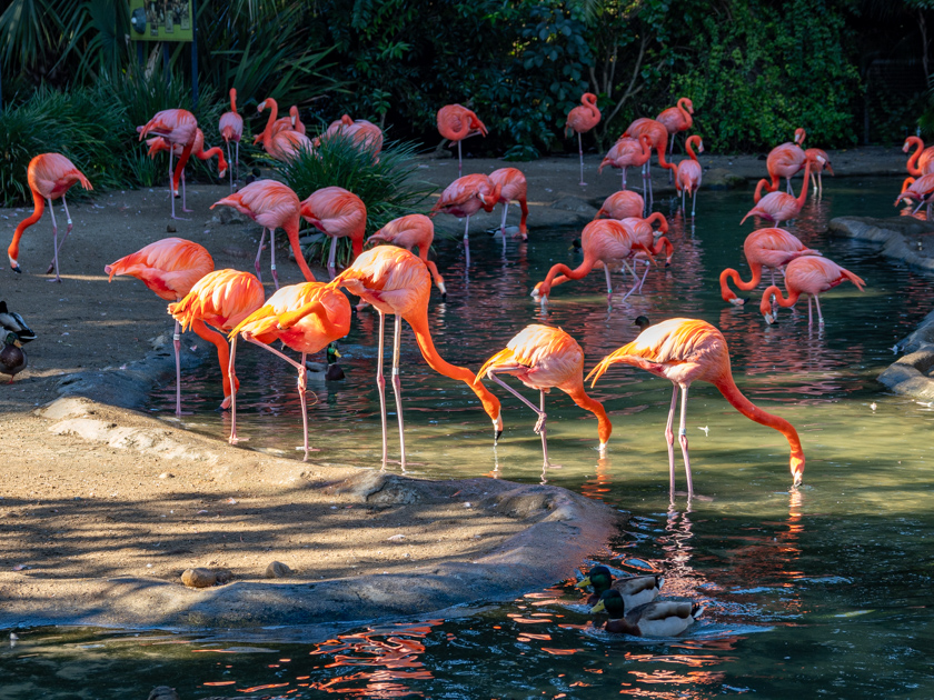 San Diego Zoo - December 17, 2025