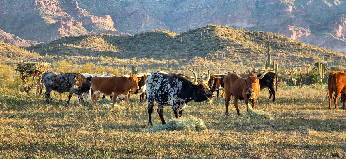 Magic of Cowboys, Gold Canyon, Arizona - February 5, 2026