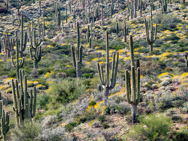 Apache Trail, Arizona
