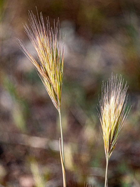 Apache Trail, Arizona