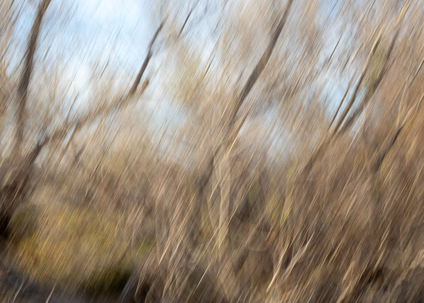 Salt River Recreation Area, Arizona