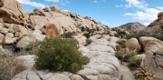 Joshua Tree National Park Baker dam area