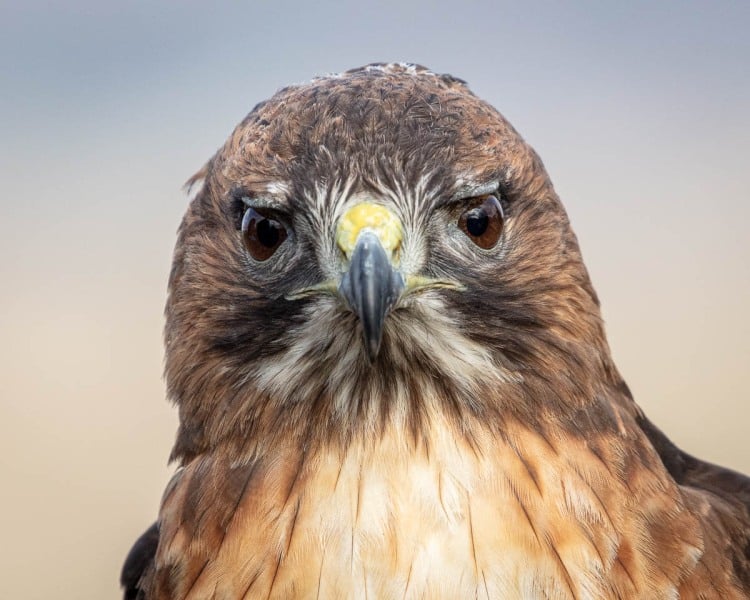 Hawkwatch, Ramona, California