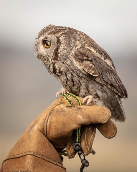 Hawkwatch, Ramona, California